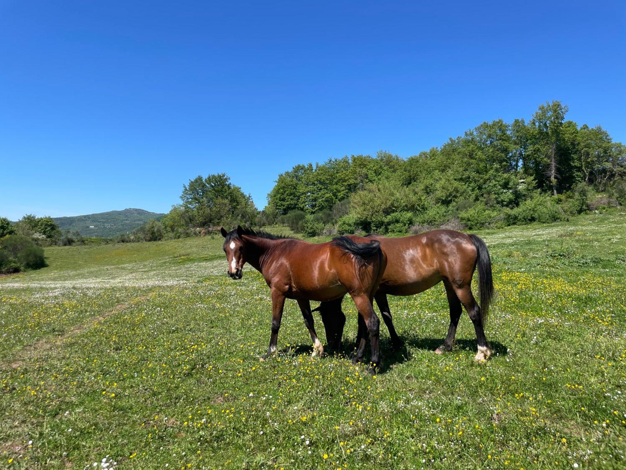 Podere Casagrande روكّالبينيا المظهر الخارجي الصورة